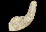 Cretaceous Fossil Oyster (Rastellum) - Madagascar #69617-1
